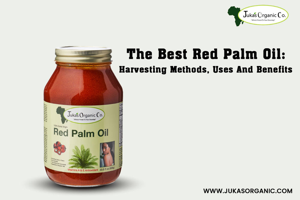 The best red palm oil: Harvesting methods, uses and benefits